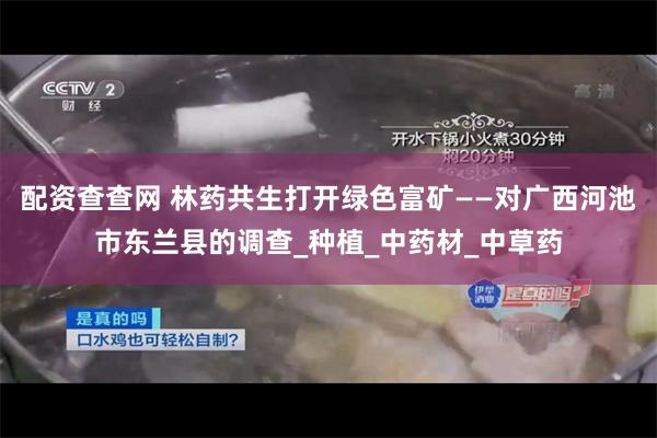 配资查查网 林药共生打开绿色富矿——对广西河池市东兰县的调查_种植_中药材_中草药