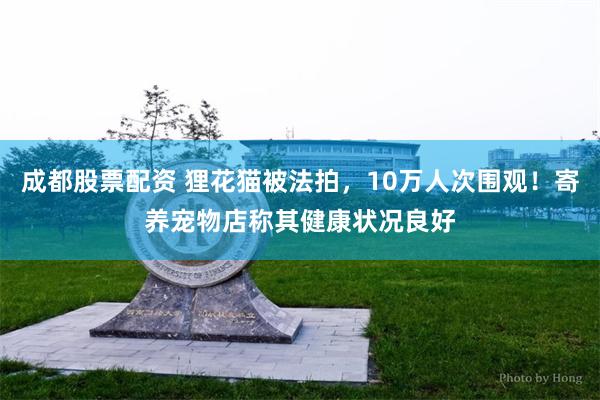 成都股票配资 狸花猫被法拍，10万人次围观！寄养宠物店称其健康状况良好