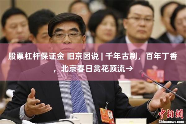 股票杠杆保证金 旧京图说 | 千年古刹，百年丁香，北京春日赏花顶流→